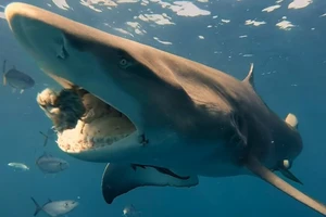 Liều mình tiếp cận 'hàm cá mập' để ghi hình