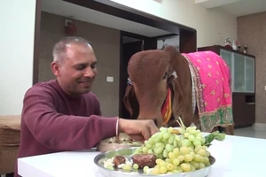 Người đàn ông hạnh phúc vì được tắm bằng nước tiểu và phân bò