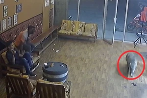 Heo rừng xổng chuồng quậy phá tiệm cắt tóc