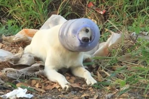 Giải cứu chú chó bị kẹt đầu 5 ngày trong thùng nhựa