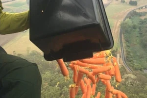 Tại sao chính quyền Úc lại rải rau củ từ máy bay xuống rừng?