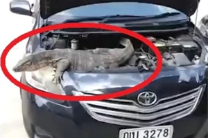Chết điếng thấy thằn lằn mập ú, dài mét rưỡi trong động cơ xe