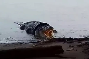 Treo thưởng cho ai dám gỡ lốp xe khỏi cổ cá sấu