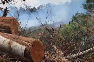 Cần điều tra tình trạng hủy hoại rừng tại Đắk Nông