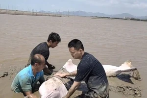 Giải cứu cá heo bạch tạng quý hiếm mắc kẹt ở bờ sông