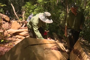 Báo động tình trạng phá rừng pơ mu hàng trăm năm tuổi