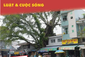 Cả khu dân cư “ngán” cây da cổ thụ bị nghiêng
