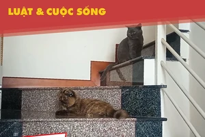 Vẫn nóng chuyện nuôi chó, mèo trong chung cư 