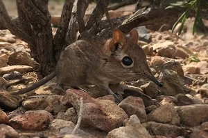 Phát hiện chuột chù voi tí hon sau 50 năm tưởng đã tuyệt chủng