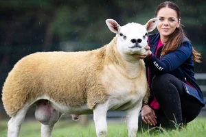 Choáng với con cừu có giá 490.000 USD