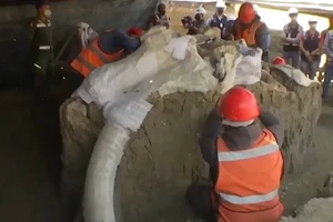 Phát hiện 200 bộ xương voi ma mút ở sân bay Mexico