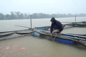 Nguy cơ mất trắng cá và lồng bè trên sông Bồ do lũ