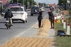 Người Quảng Bình đau xót nhìn hạt thóc nảy mầm