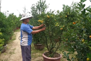 Video: Nhà vườn điêu đứng vì quất cảnh chết hàng loạt