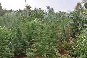 Video: Phát hiện trồng hơn 250 cây cần sa trong rẫy vắng