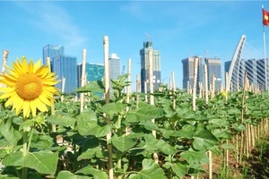 Hoa hướng dương dần nở rộ trên cánh đồng ven sông Sài Gòn, chờ khách đến check-in