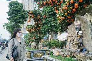 Video: Cận cảnh cặp quýt 'song Long' giá hơn 250 triệu đồng ở Hà Nội