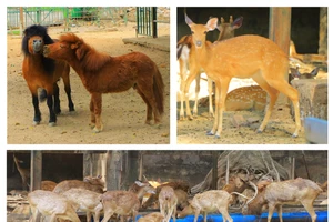 Sau 160 năm, Thảo cầm viên Sài Gòn đang có những loài động vật gì?