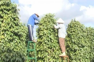 14 năm liên tục hạt tiêu Việt Nam giữ 'ngôi vương' thế giới