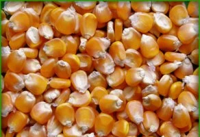 Việt Nam bỏ hàng tỉ USD mua bắp, đậu nành