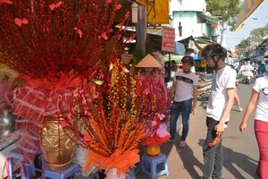 Nụ tầm xuân Trung Quốc chưng tết hút khách