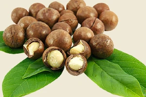 'Cây tỉ đô' được quy hoạch, tìm đầu ra