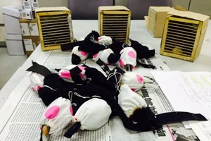 Hành khách giấu chim hoang dã trong... ống quần 