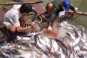 Diện tích nuôi cá, tôm đang có nguy cơ bị thu hẹp