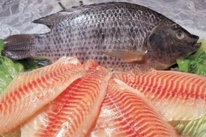 Cá rô phi được quy hoạch, xây dựng thương hiệu xuất khẩu