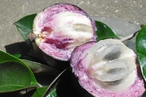 Vú sữa Việt Nam sắp được nhập khẩu Mỹ