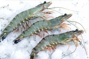 Tôm Việt Nam xuất khẩu sang Mỹ tăng mạnh