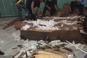 Hơn 600 kg ngà voi giấu tinh vi trong ruột các khối gỗ 