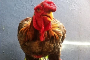 Cận cảnh gà Đông Tảo có chân 'khủng' 10 triệu đồng/con