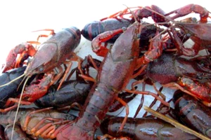 Tiêu hủy toàn bộ số tôm 10 càng hung dữ ở Đồng Tháp