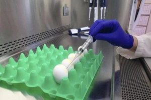 Tạm ngừng nhập gà Mỹ vì cúm gia cầm độc lực cao