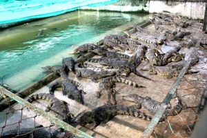 Bị bỏ đói lâu ngày, hàng vạn con cá sấu 'thoi thóp' 
