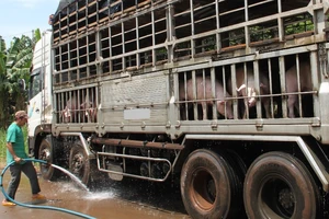 Heo Việt phải... 'đi' đường vòng để qua Trung Quốc 