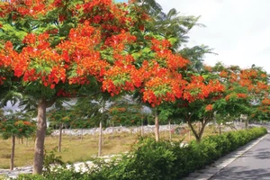 Đại gia Đặng Văn Thành trồng... phượng để hút du khách