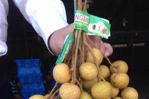 Nhãn lồng đặc sản Hưng Yên sẽ 'bay' sang Mỹ