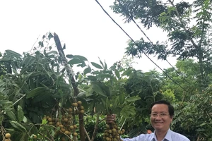 Nhãn 'khủng' Tây Bắc bất ngờ xuất khẩu sang Mỹ