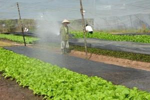 Hộ nuôi heo, gà…lên doanh nghiệp được hỗ trợ