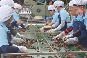 Trung Quốc 'bỏ' gạo chuyển qua 'ăn' hạt điều