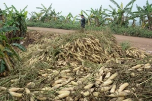 Hỏa tốc giải cứu củ cải, su hào... nhổ bỏ cho bò ăn