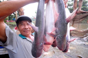 Nỗi oan con cá tra Việt Nam và sự vô lý của Mỹ