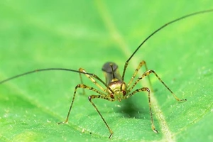 'Siêu' bọ xít khiến nhiều nhà máy điều... đóng cửa