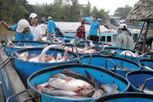 Thương lái Trung Quốc bất ngờ tới tận ao mua cá tra lượng lớn 