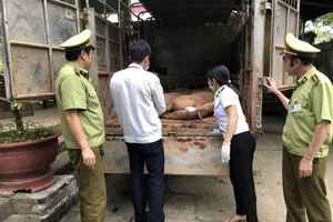 Sốc: Heo sống Trung Quốc chạy ồ ạt vào Việt Nam