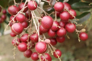 Người Thái săn lùng nhãn tím độc đáo, Thủ tướng giao bộ xử lý