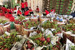  'Đụng hàng' Trung Quốc, thanh long Việt bán rẻ như cho 