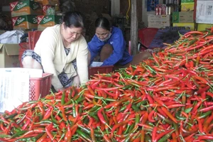 Trái ớt Việt Nam bất ngờ bị Malaysia 'chê'